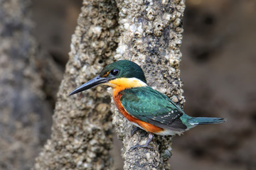 American pygmy kingfisher (Chloroceryle aenea) perched on a stick