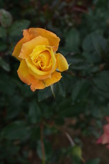 Yellow Flower of Rose 'Dr. Faust' in Full Bloom
