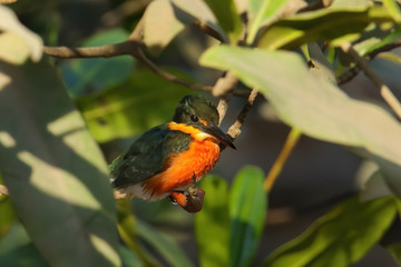 American pygmy kingfisher (Chloroceryle aenea) perched on a stick