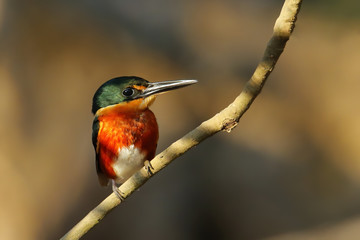 American pygmy kingfisher (Chloroceryle aenea) perched on a stick