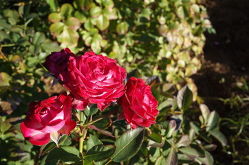 Red Flower of Rose 'Duett Balconia' in Full Bloom
