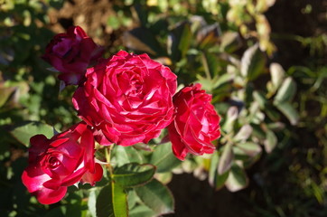 Red Flower of Rose 'Duett Balconia' in Full Bloom

