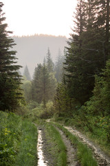Fototapeta na wymiar The road in the fog, Siberian mountain taiga, spruce forest, sunset sky, Altai