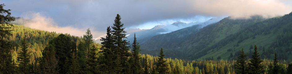 Fototapeta na wymiar Siberian mountain taiga, spruce forest, sunset sky, large panorama, Altai 