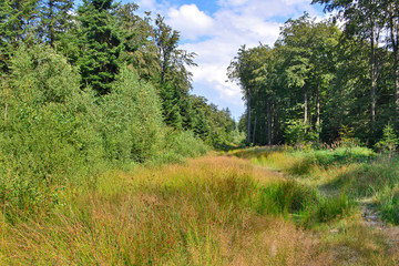 Forest ground road in summer sunny day