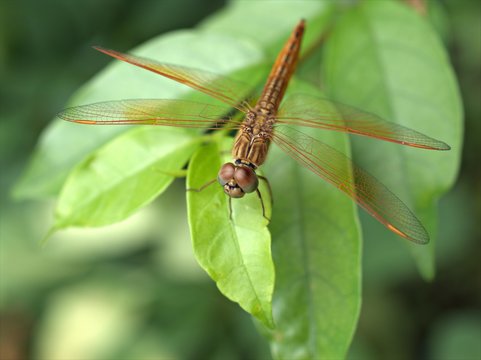 Closeup macro insect Crimson marsh glider , Dragonfly, Trithemis aurora on green leaves with blurred background ,wildlife annimal