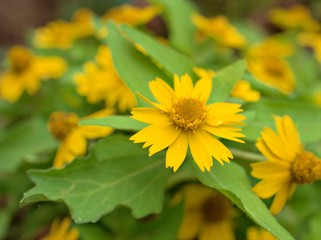 Closeup macro yellow petals of Melampodium flower plants in garden with blurred background, sweet color for card design and soft focus, macro image