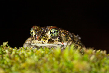 Sapo-corredor, Natterjack toad (Epidalea calamita)
Murtosa(sector F) Portugal - 2019.11.09