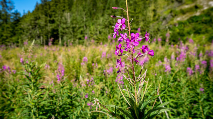 Kwiaty na górskiej łące, Dolina Chochołowska