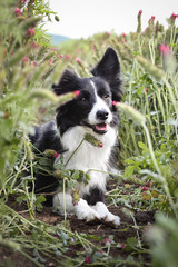 Adult border collie is lying in crimson clover. He want it so much.