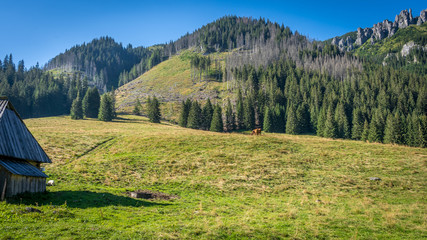 Fototapeta na wymiar Góry, Polana Chochołowska w Dolinie Chochołowskiej, Tatry Zachodnie