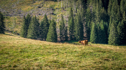 Krowy na górskiej łące, hala Chochołowska w Tatrach Zachodnich