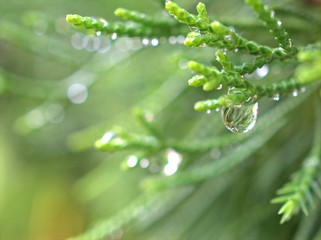 Fototapeta na wymiar Closeup water drops on pine leaf in garden with blurred bcakground, macro image ,droplets on nature leaves ,dew in forest, soft focus for card design