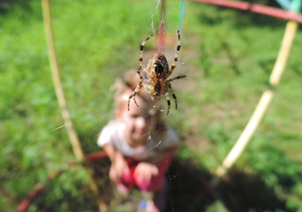 spider weaving a web, close up
