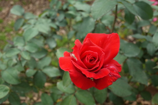 Red Flower of Rose 'Duftwolke' in Full Bloom
