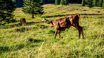 Krowy na górskiej łące, hala Chochołowska w Tatrach Zachodnich