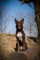 border collie is sitting on bench. It is autumn atmosphere and she is so fluffy.