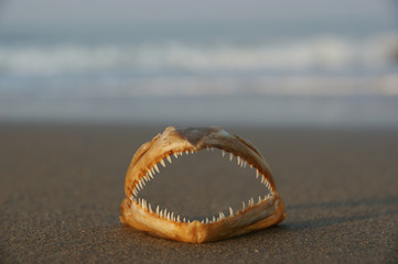 dangerous piranhas in the water, sharp teeth (like piranha), fish jaw,  jawbone of dangerous piranhas on wet sand