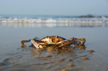 floating blue crab. a floating crab sits on a beach at low tide © Otar