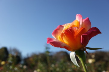 Cream and Pink Flower of Rose 'Eiko' in Full Bloom
