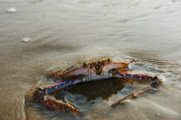 floating blue crab. a floating crab sits on a beach at low tide