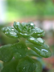 Fototapeta na wymiar Closeup macro green leaf succulent ,plant ,Sedum morganianum ,Burro's-tail with water drops on a leaves and blurred background ,soft focus ,sweet color for card design, dew on plant