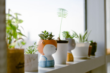 The little garden at the window in office.