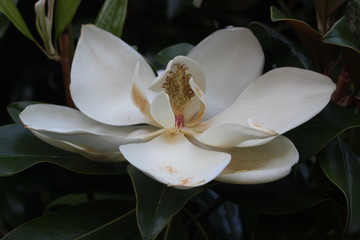 white branches of magnolia in the Crimean yalta © Евгений Тришин