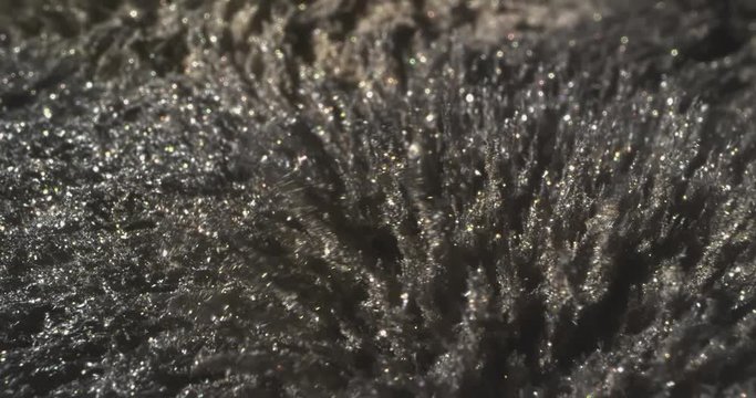 Motion Metallic  and Gold Powder Under the Influence of a Magnetic Feld. Macro.