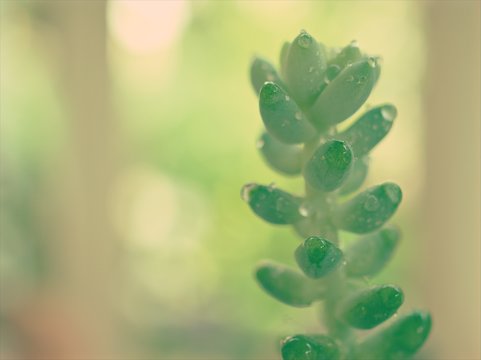 Closeup green succulent Burro's-tail plants ,sedum morganianum with water drops ,cactus desert plant and blurred background ,macro image ,dew on leaf ,soft focus ,sweet color for card design