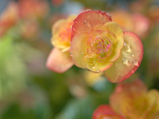 Closeup petals yellow of begonia flower plants with water rain drops in garden and blurred...