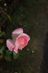 Pink and White Flower of Rose 'Elegant Lady (Diana, Princess of Wales)' in Full Bloom
