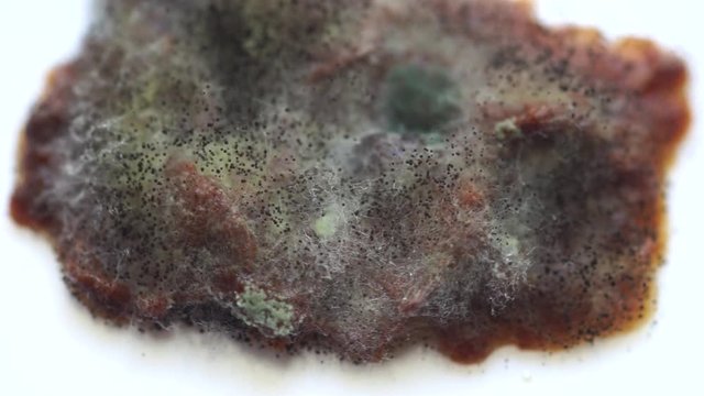 plum pieces fluttered with mould and mushrooms