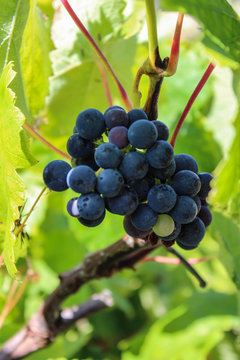 Una racimo de uvas en una finas ramas con hojas verdes