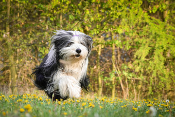 Bearded collie is running in dandelions. He is so patient dog.