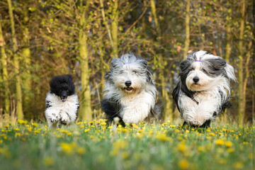 Portrait of bearded collies and puppy of poodle are running in dandelions. So patient models and lovely dog.