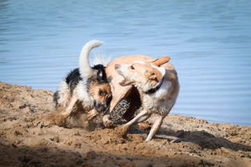 Two dogs are playing together in sand. They have so funny face with teeth 