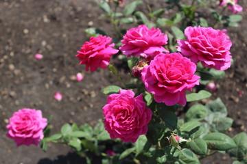 Beautiful scarlet rose growing in Crimea