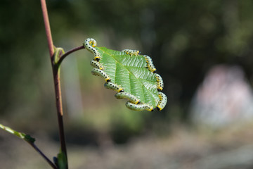  Light green with black spots and head of birch sawfly (Cimbex femoratus) false caterpillars eat alder leaves