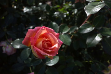 Cream and Pink Flower of Rose 'Elle' in Full Bloom
