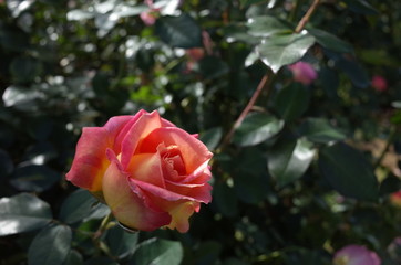 Cream and Pink Flower of Rose 'Elle' in Full Bloom
