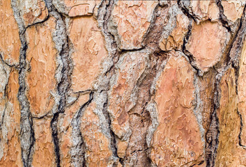 Large beautiful brown pine bark. Close-up. Texture