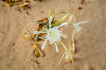 Flower, in the dunes of the beach, called Pancratium Maritimum, and known as sea lily