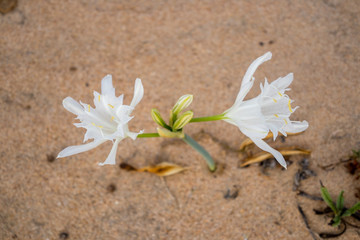Flower, in the dunes of the beach, called Pancratium Maritimum, and known as sea lily