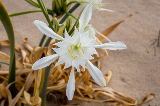 Flower, in the dunes of the beach, called Pancratium Maritimum, and known as sea lily