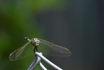 A front view of dragonfly sitting on fence with shallow depth background