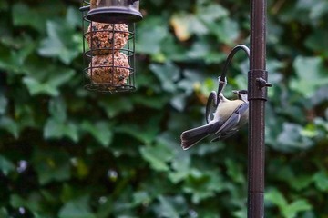 Kohlmeise am Futter
