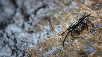 crab and crude oil spill on the stone at the beach