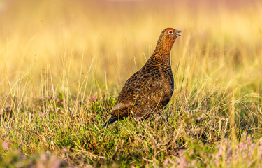 Red Grouse calling in Summer. (Scientific name: Lagopus Lagopus Scotica)  Red Grouse male or Cock bird stood in natural habitat of blooming purple heather and grasses  facing right. Space for copy.