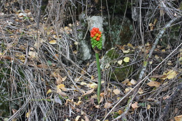 rare alpine berry in the mountains of Bakhchisarai